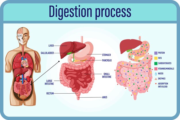 Células de digestión y digestión e intestino delgado