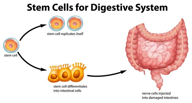 Células madre para el sistema digestivo.