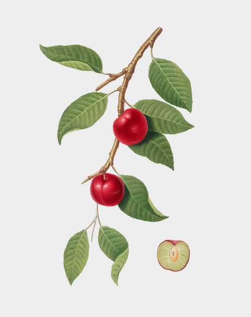 Cereza ciruela de la ilustración de Pomona Italiana