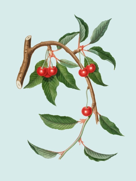 Cereza de la ilustración de Pomona Italiana