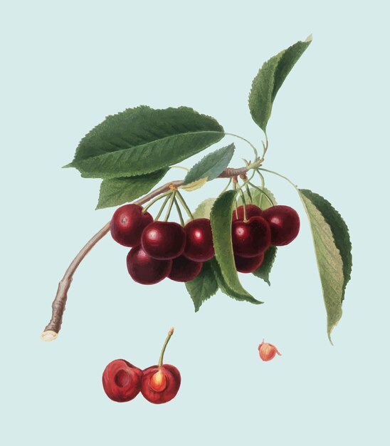 Cereza de la ilustración de Pomona Italiana