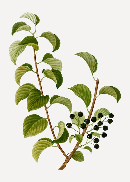 Cerezas Negras St. Lucie