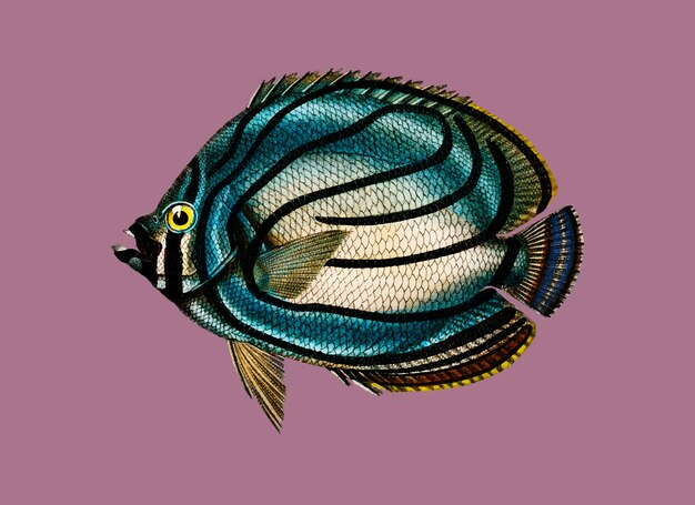 Chaetodon meyeri ilustrado por Charles Dessalines D'Orbigny (1806-1876)