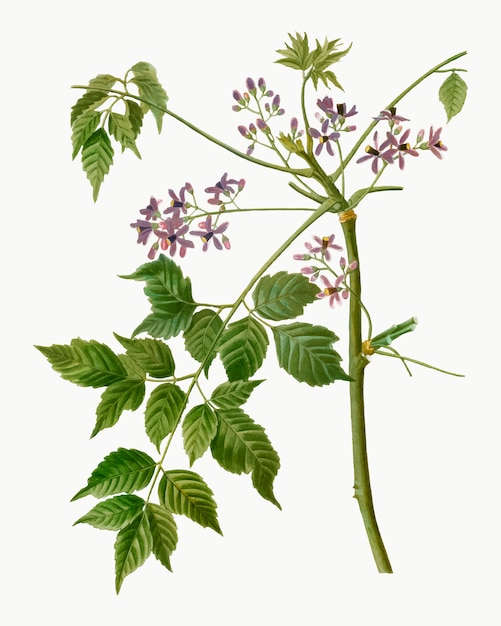 Chinaberry floreciente