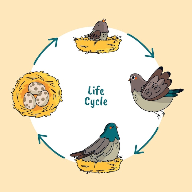Vector gratuito ciclo de vida de las aves dibujadas a mano
