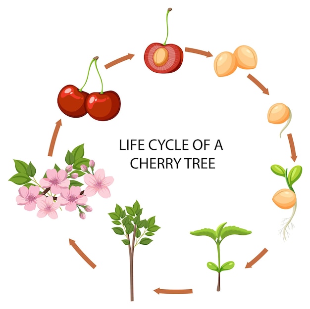 Vector gratuito ciclo de vida de un cerezo