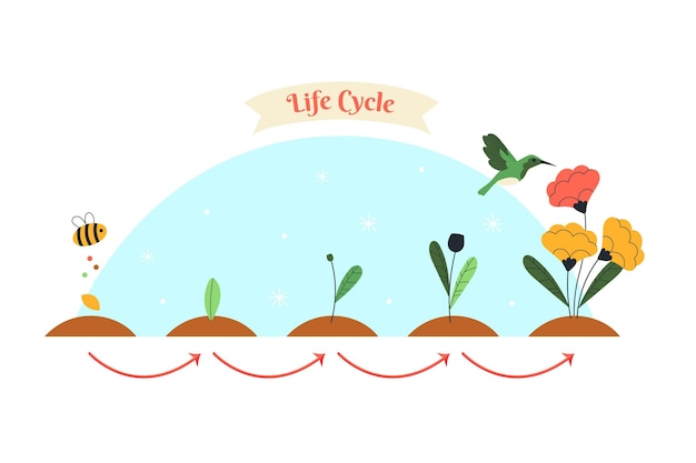 Vector gratuito ciclo de vida de las flores dibujadas a mano