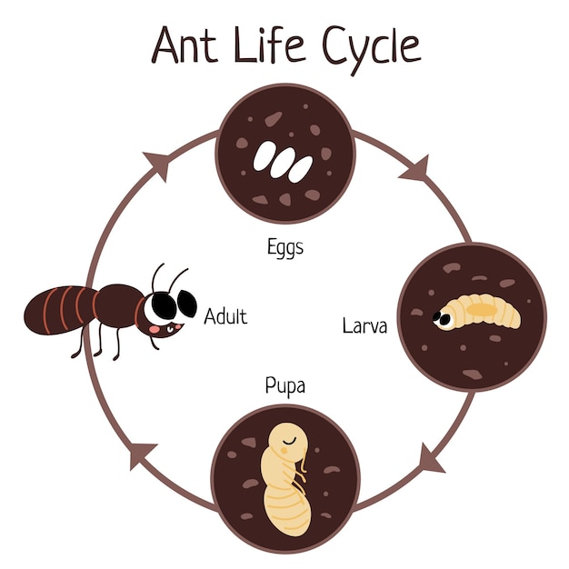 Vector gratuito ciclo de vida de las hormigas dibujadas a mano