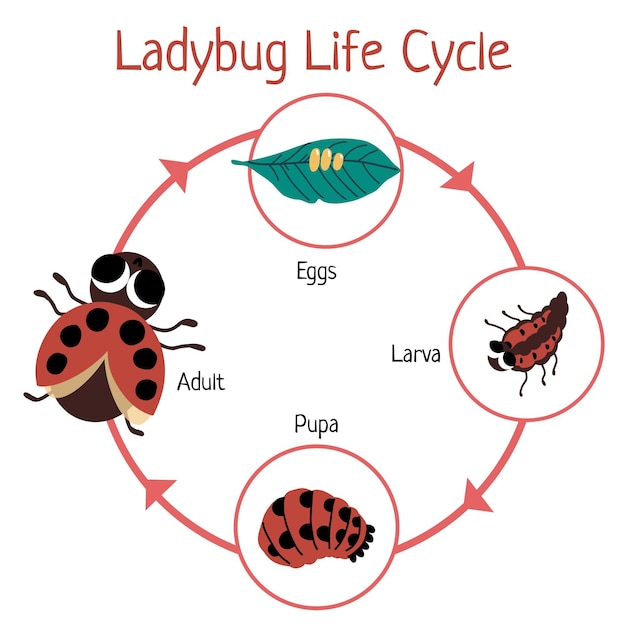 Vector gratuito ciclo de vida de la mariquita dibujada a mano