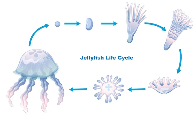 Ciclo de vida de las medusas para la educación de los niños