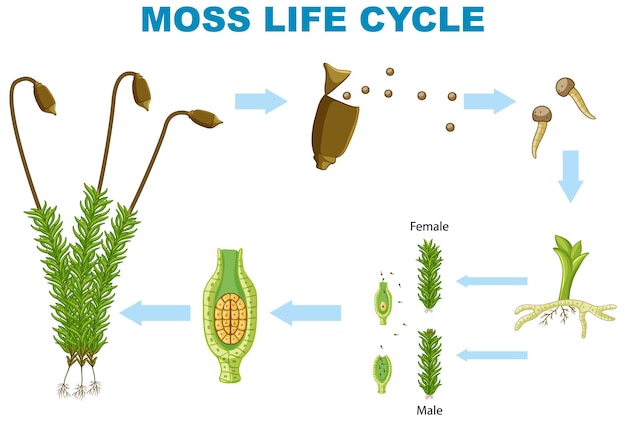 El ciclo de vida del musgo