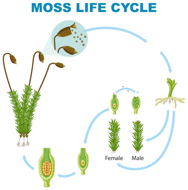 El ciclo de vida del musgo