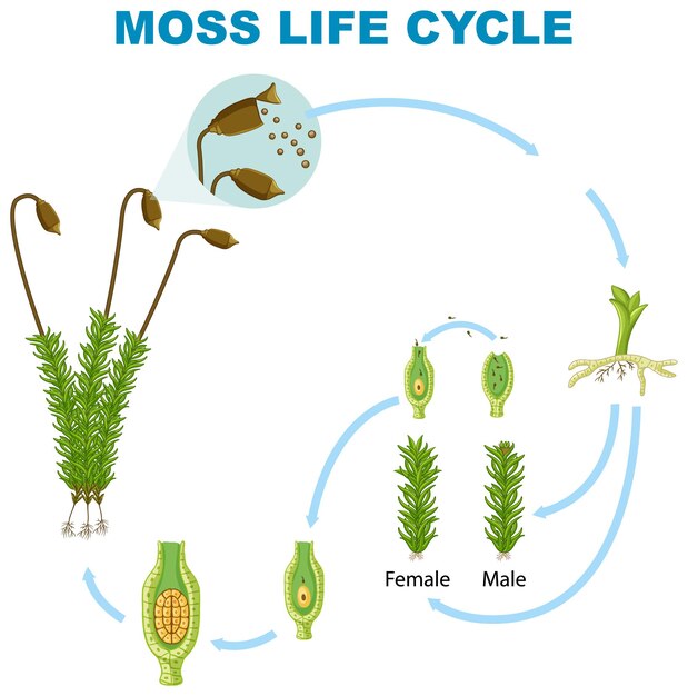 El ciclo de vida del musgo