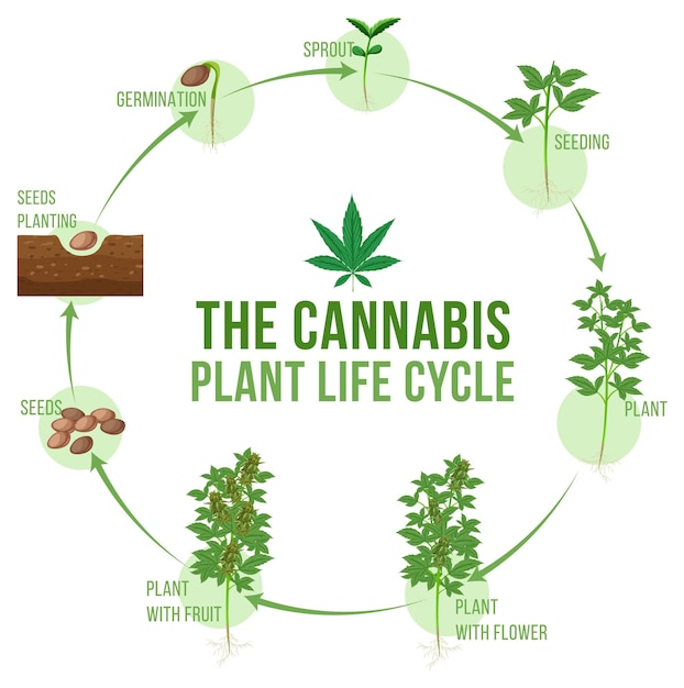 ciclo de vida de la planta de cannabis