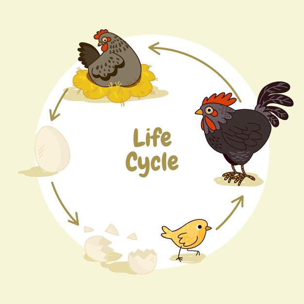 Ciclo de vida del pollo dibujado a mano