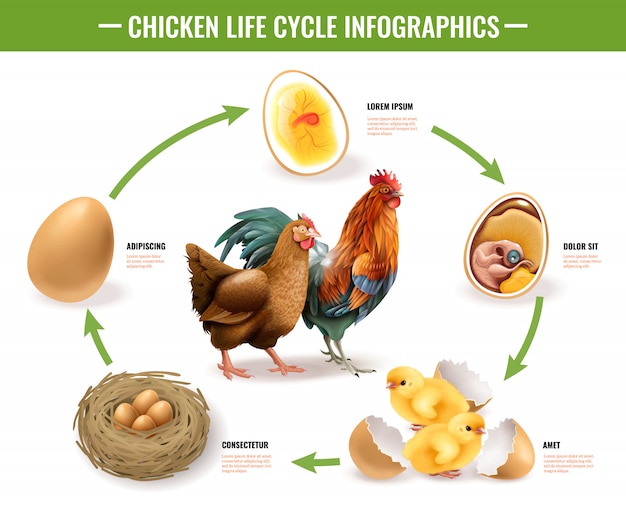 Vector gratuito el ciclo de vida de los pollos presenta una composición realista de infografía, desde el desarrollo de embriones de huevos fértiles hasta pollitos para incubar