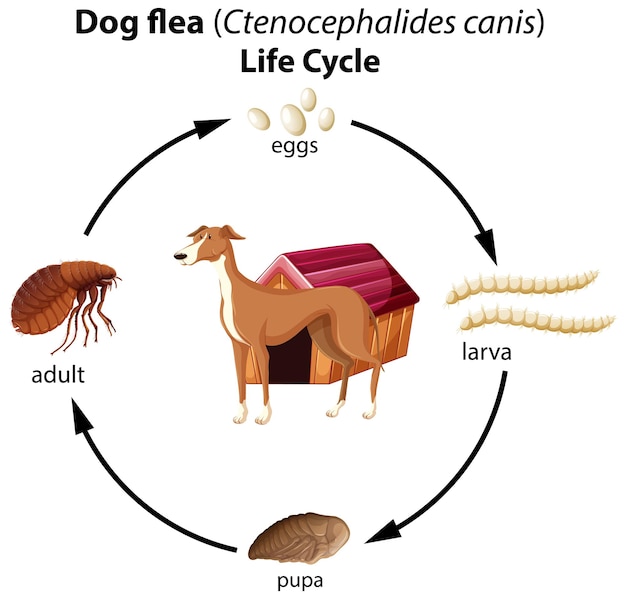 Ciclo de vida de la pulga del perro sobre fondo blanco.
