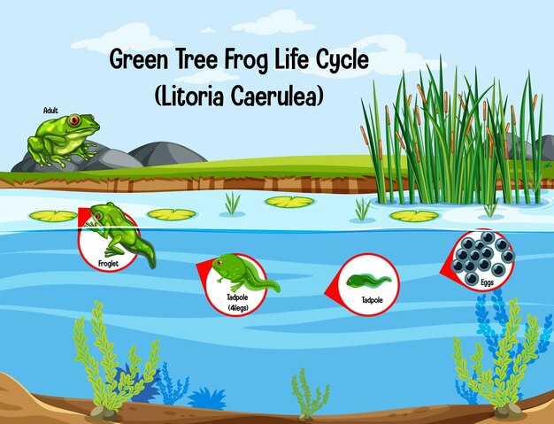 Ciclo de vida de la rana arborícola verde