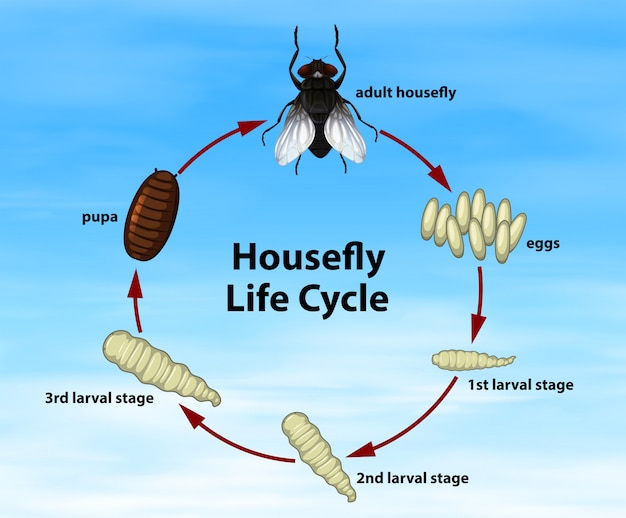 Ciclo de vida de science housefly