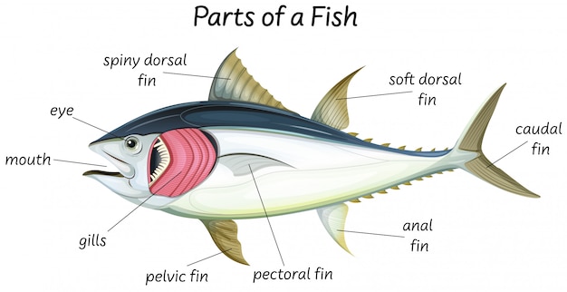 Ciencia anatomía interna de los peces