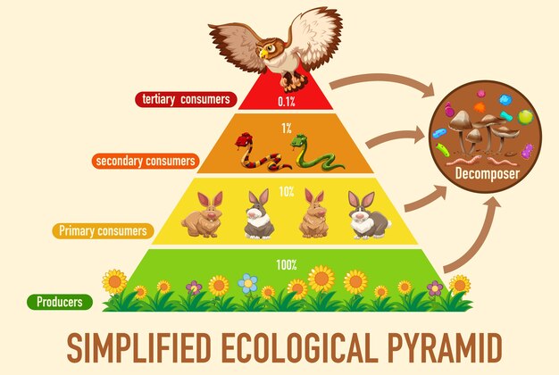 Ciencia pirámide ecológica simplificada