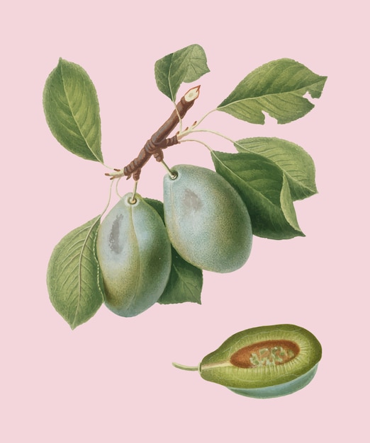Ciruela de la ilustración de pomona italiana