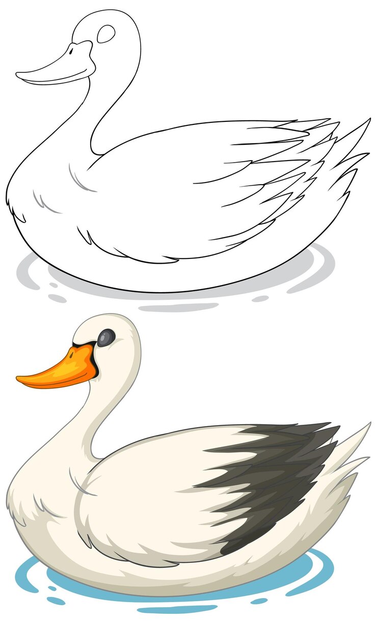 Vector gratuito el cisne gracioso antes y después de la ilustración