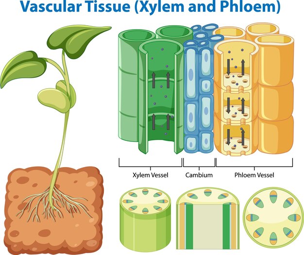 Cohesión Vegetal Tejido Vascular Xilema y Floema