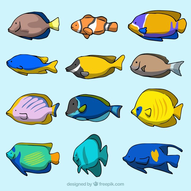 Colección de 12 diferentes peces
