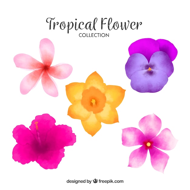 Colección adorable de flores tropicales en acuarela