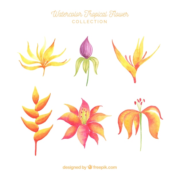 Vector gratuito colección adorable de flores tropicales en acuarela