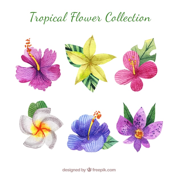 Vector gratuito colección adorable de flores tropicales en acuarela