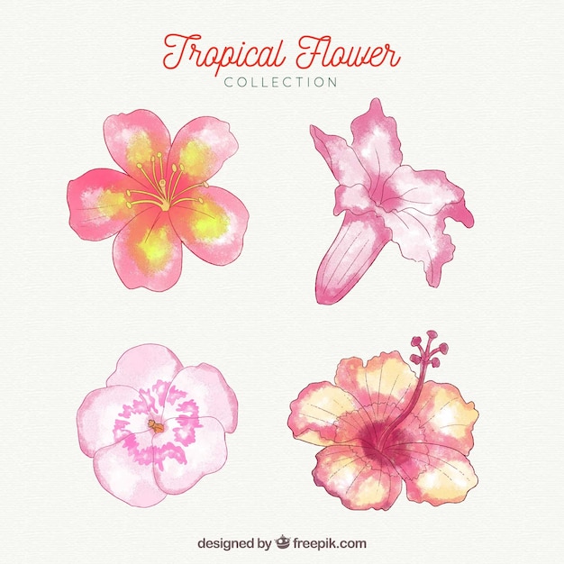 Vector gratuito colección adorable de flores tropicales en acuarela