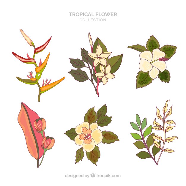 Colección adorable de flores tropicales dibujadas a mano