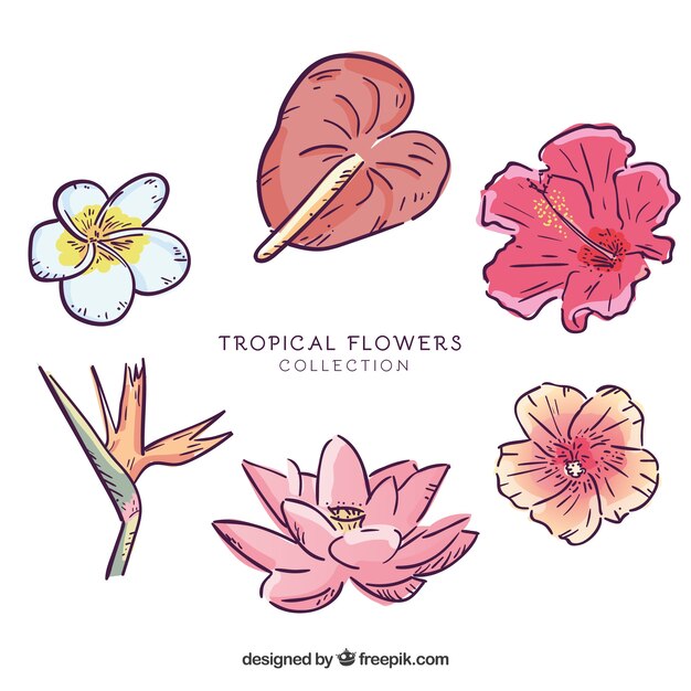 Colección adorable de flores tropicales dibujadas a mano