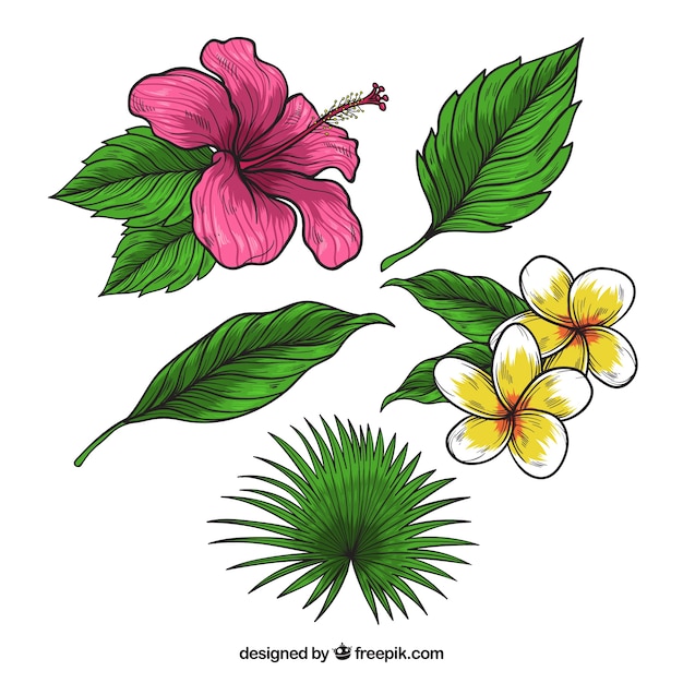 Vector gratuito colección adorable de flores tropicales dibujadas a mano