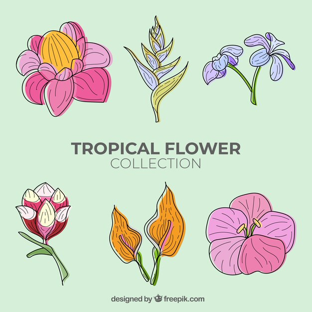 Colección adorable de flores tropicales dibujadas a mano
