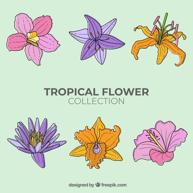 Colección adorable de flores tropicales dibujadas a mano
