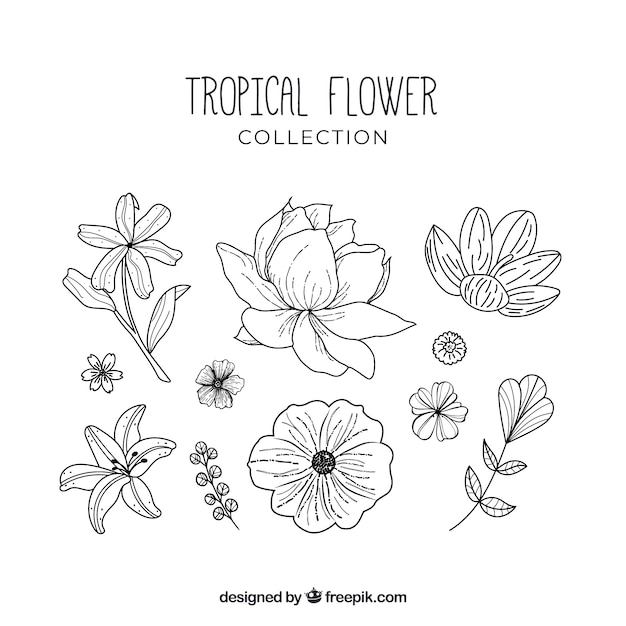 Colección adorable de flores tropicales dibujadas a mano
