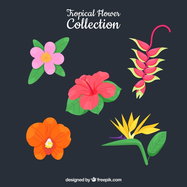 Colección adorable de flores tropicales dibujadas a mano