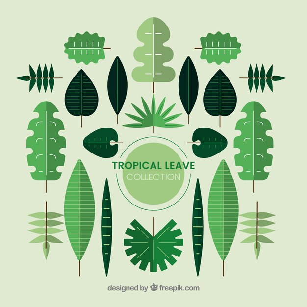 Colección adorable de hojas tropicales con diseño plano