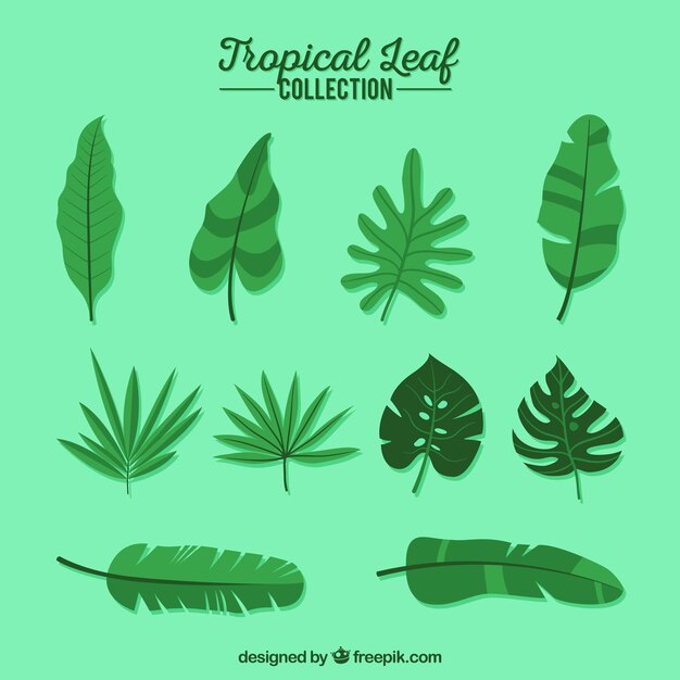 Colección adorable de hojas tropicales con diseño plano