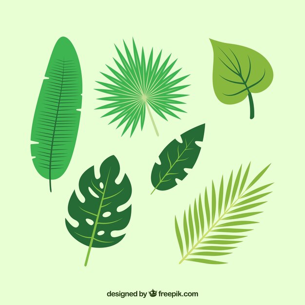 Colección adorable de hojas tropicales con diseño plano