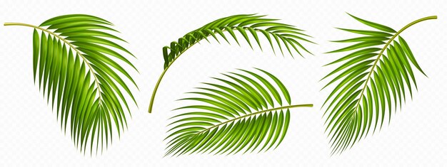 Colección aislada de hojas de palma verdes tropicales
