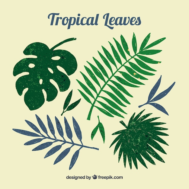 Vector gratuito colección de algunas hojas tropicales