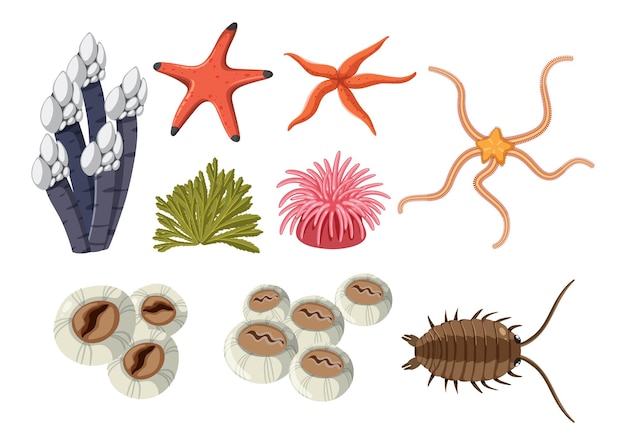 Colección de animales de la costa rocosa