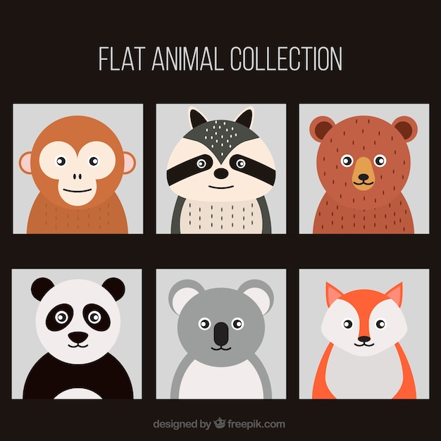 Colección de animales planos