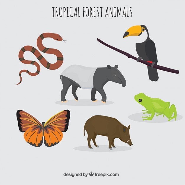 Colección de animales tropicales y salvajes