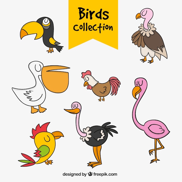 Colección de aves dibujadas a mano