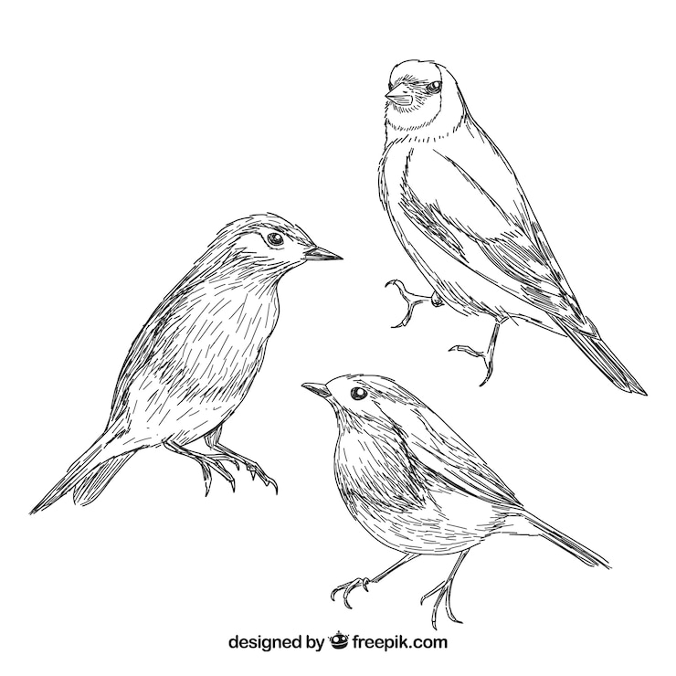 Vector gratuito colección de aves dibujadas a mano